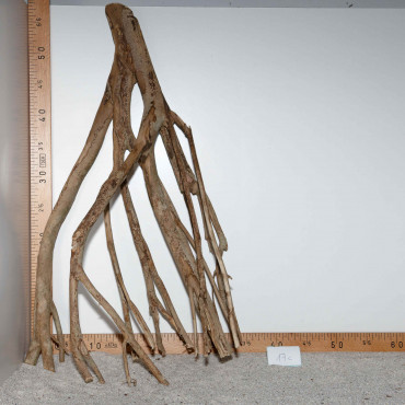 Racine de Talawa Wood - 17c