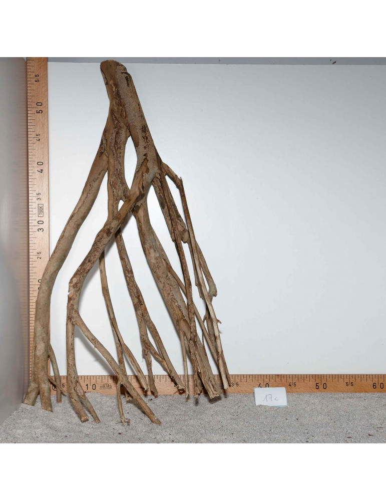 Racine de Talawa Wood - 17c