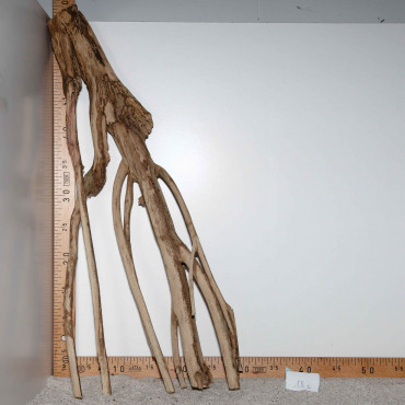 Racine de Talawa Wood - 18c