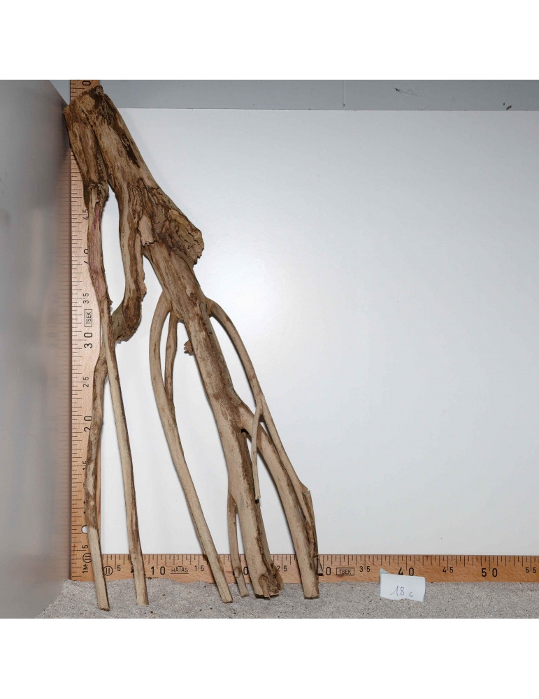 Racine de Talawa Wood - 18c