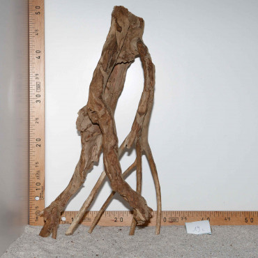 Racine de Talawa Wood - 19c