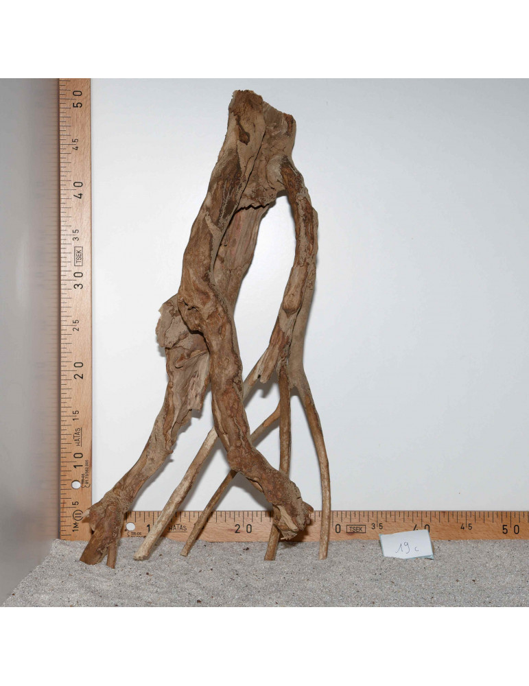 Racine de Talawa Wood - 19c