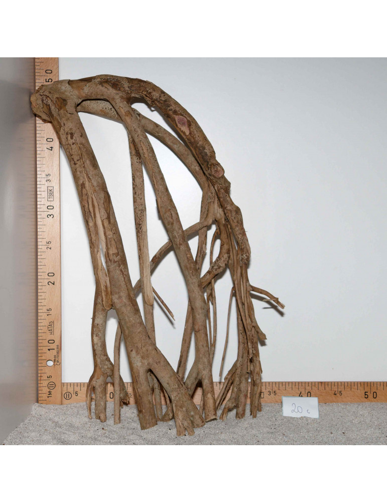 Racine de Talawa Wood - 20c