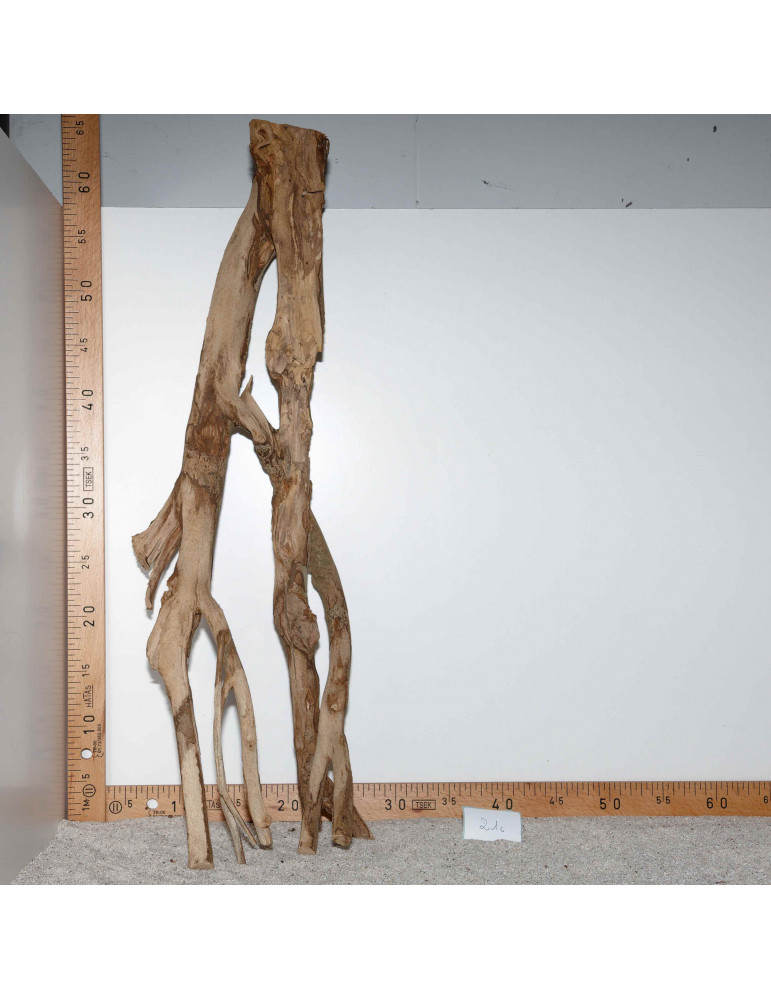 Racine de Talawa Wood - 21c