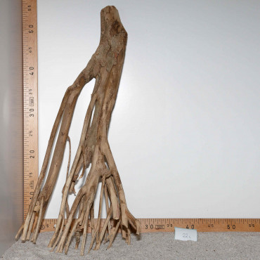Racine de Talawa Wood - 22c