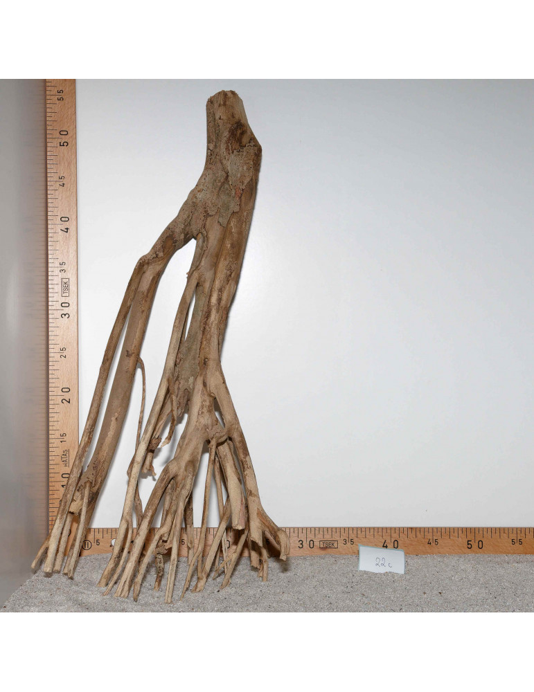 Racine de Talawa Wood - 22c