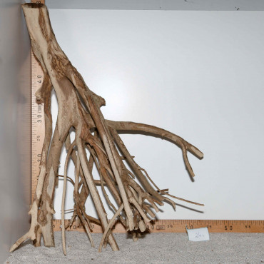 Racine de Talawa Wood - 24c