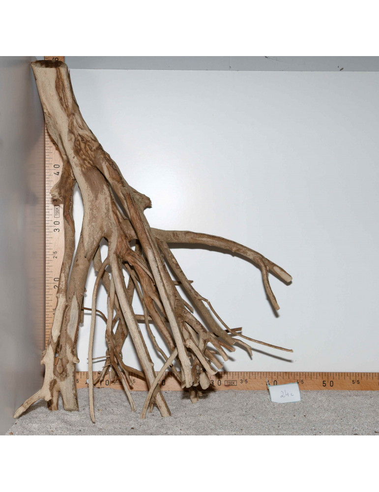 Racine de Talawa Wood - 24c