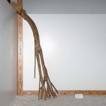 Racine de Talawa Wood - 25c