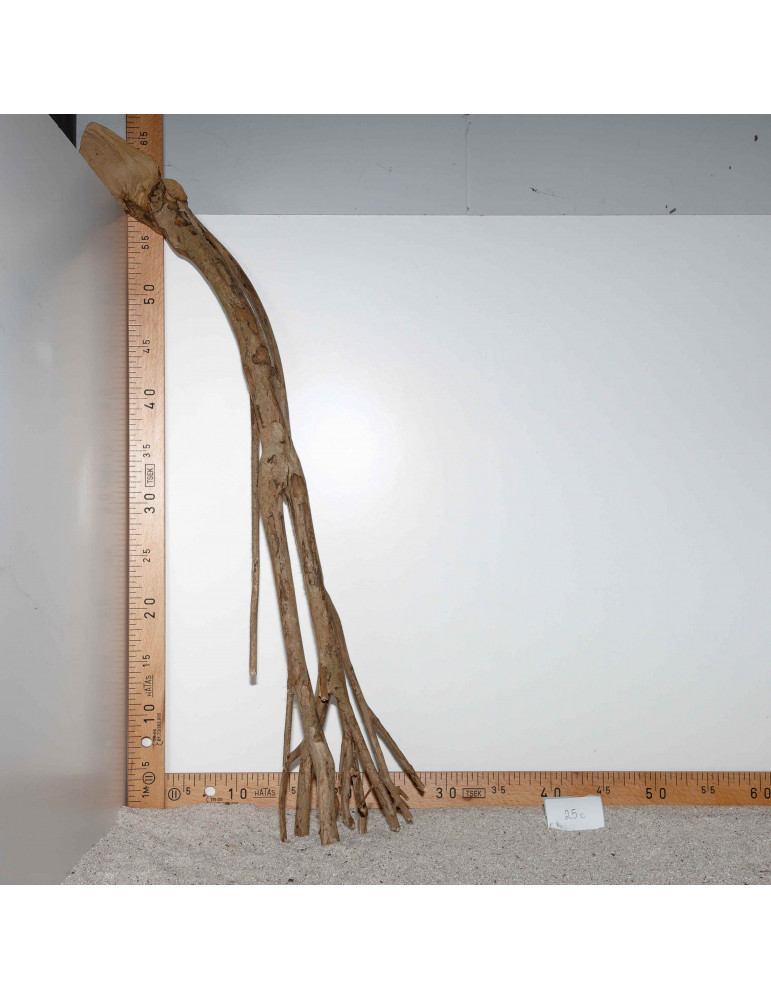 Racine de Talawa Wood - 25c