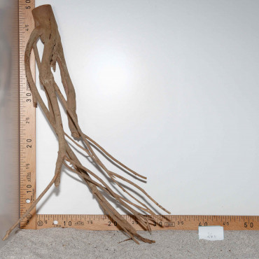Racine de Talawa Wood - 26c