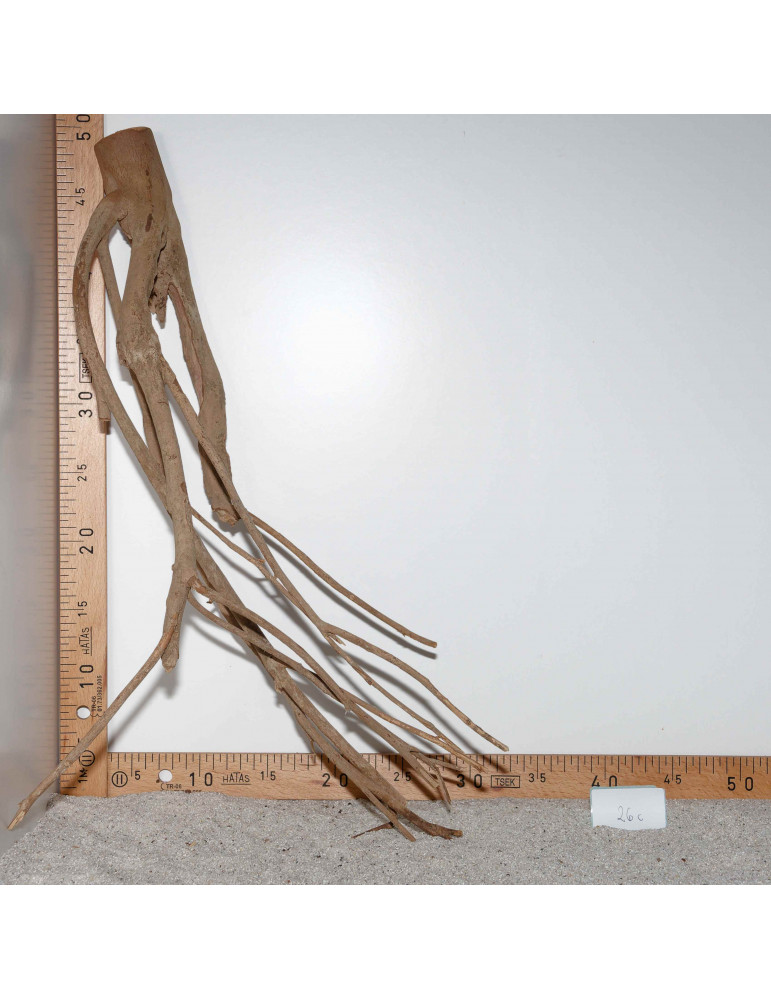 Racine de Talawa Wood - 26c