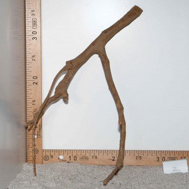 Racine de Talawa Wood - 28c
