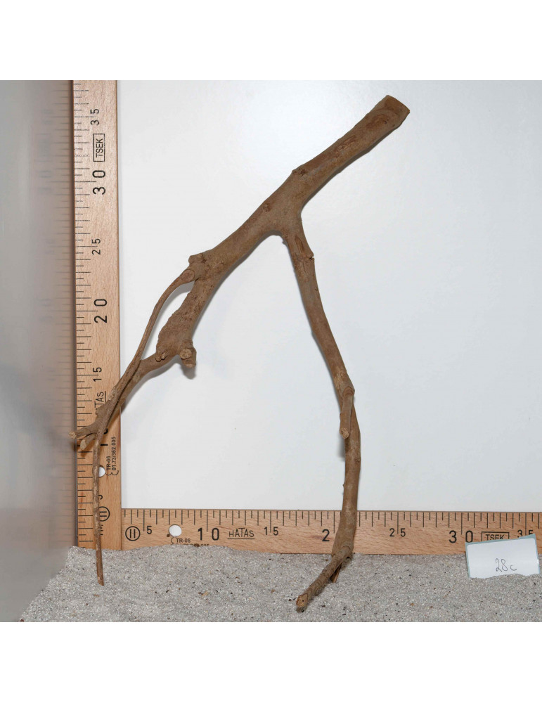 Racine de Talawa Wood - 28c