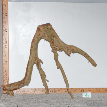 Racine de Talawa Wood - 1b