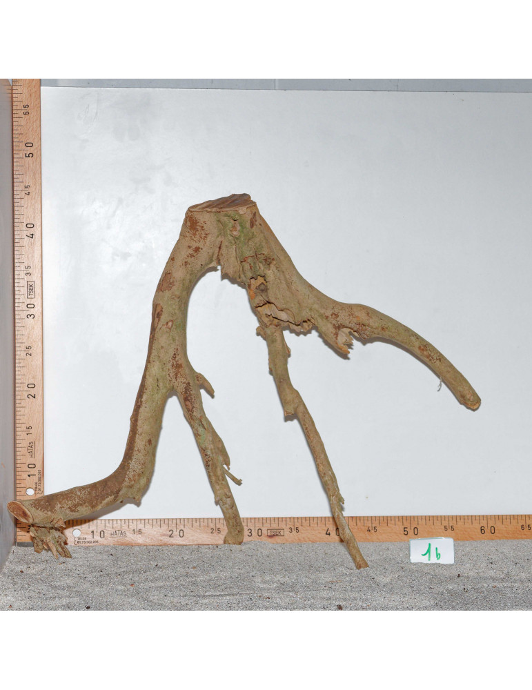 Racine de Talawa Wood - 1b