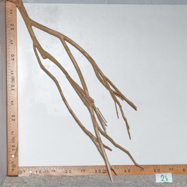 Racine de Talawa Wood - 2b