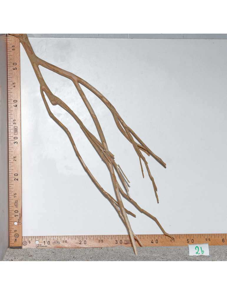 Racine de Talawa Wood - 2b