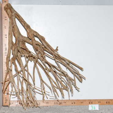 Racine de Talawa Wood - 3b