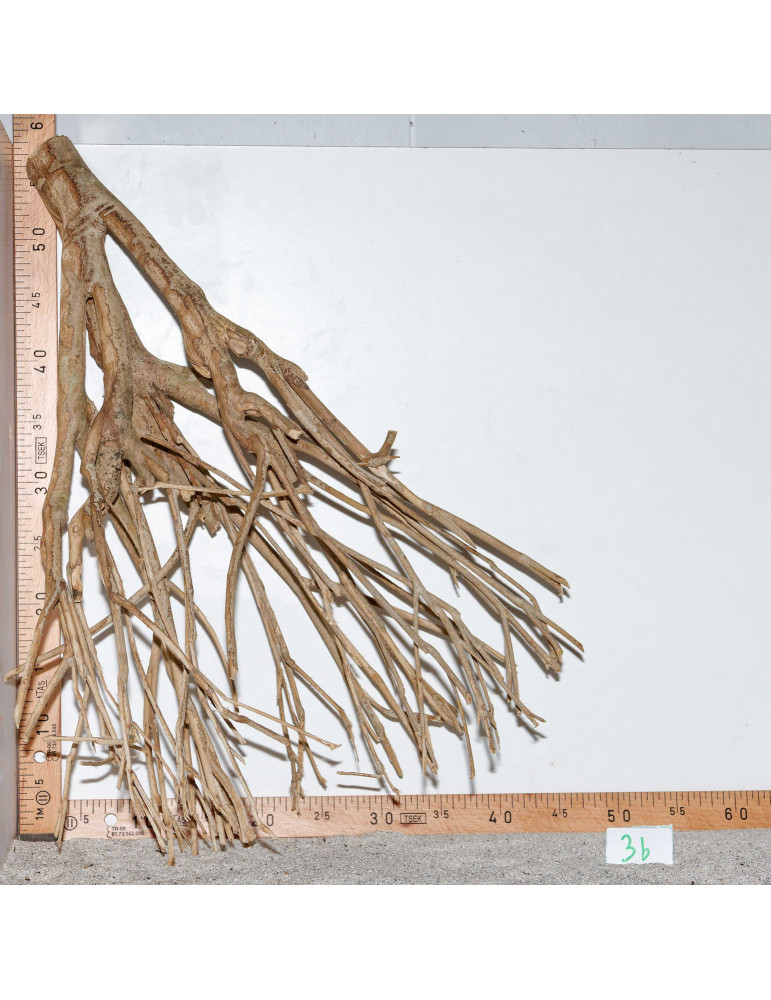 Racine de Talawa Wood - 3b