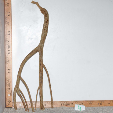 Racine de Talawa Wood - 4b