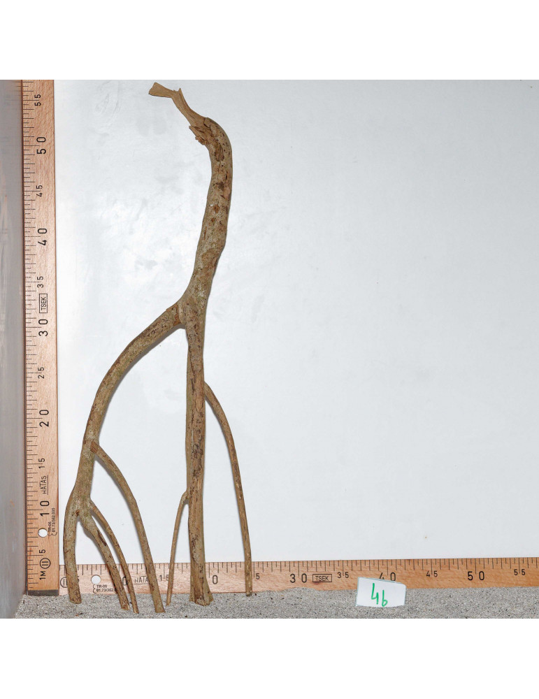 Racine de Talawa Wood - 4b