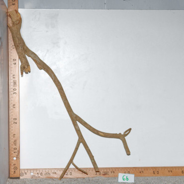 Racine de Talawa Wood - 6b