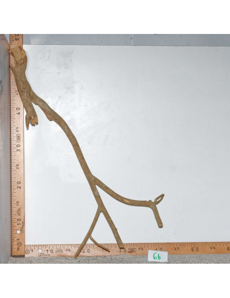 Racine de Talawa Wood - 6b