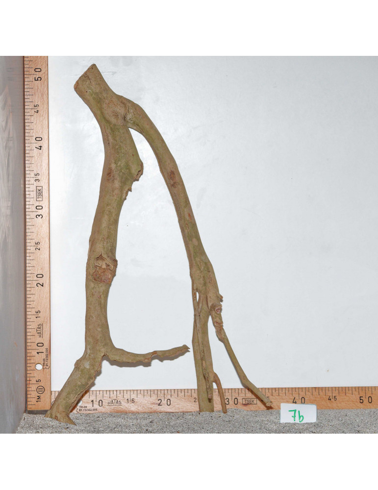 Racine de Talawa Wood - 7b