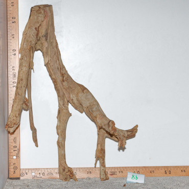 Racine de Talawa Wood - 8b