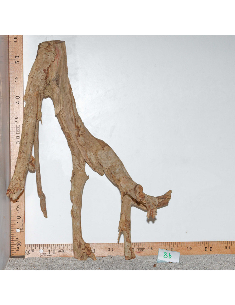 Racine de Talawa Wood - 8b