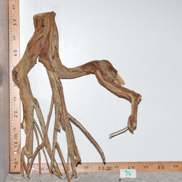 Racine de Talawa Wood - 9b