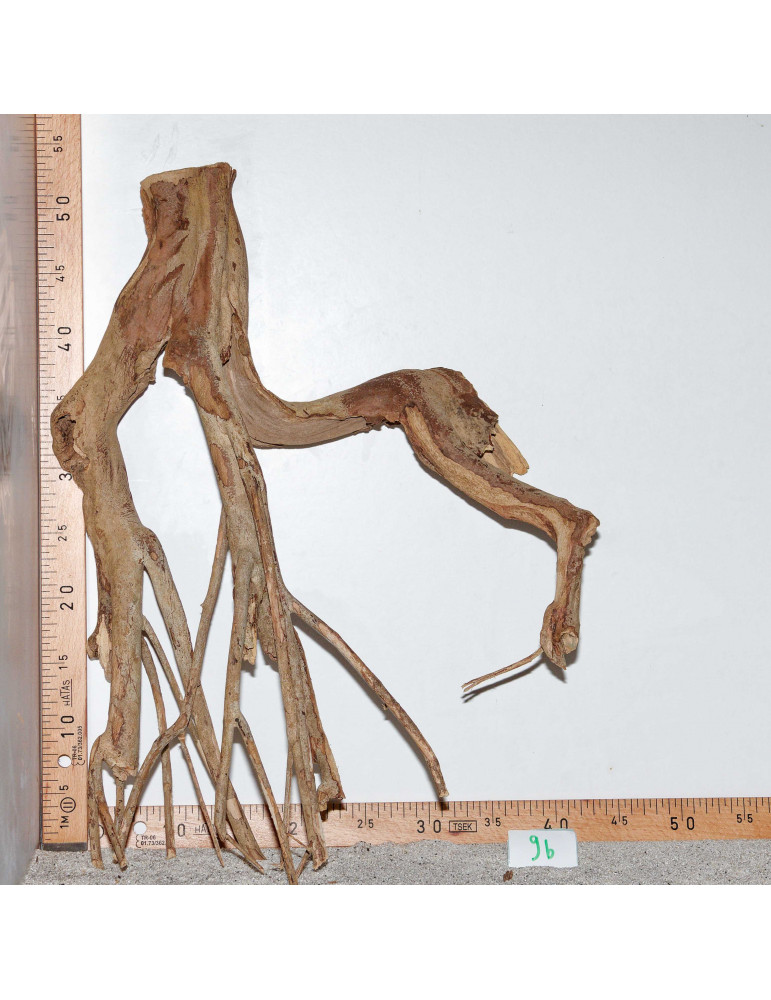 Racine de Talawa Wood - 9b