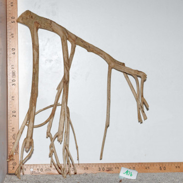 Racine de Talawa Wood - 10b