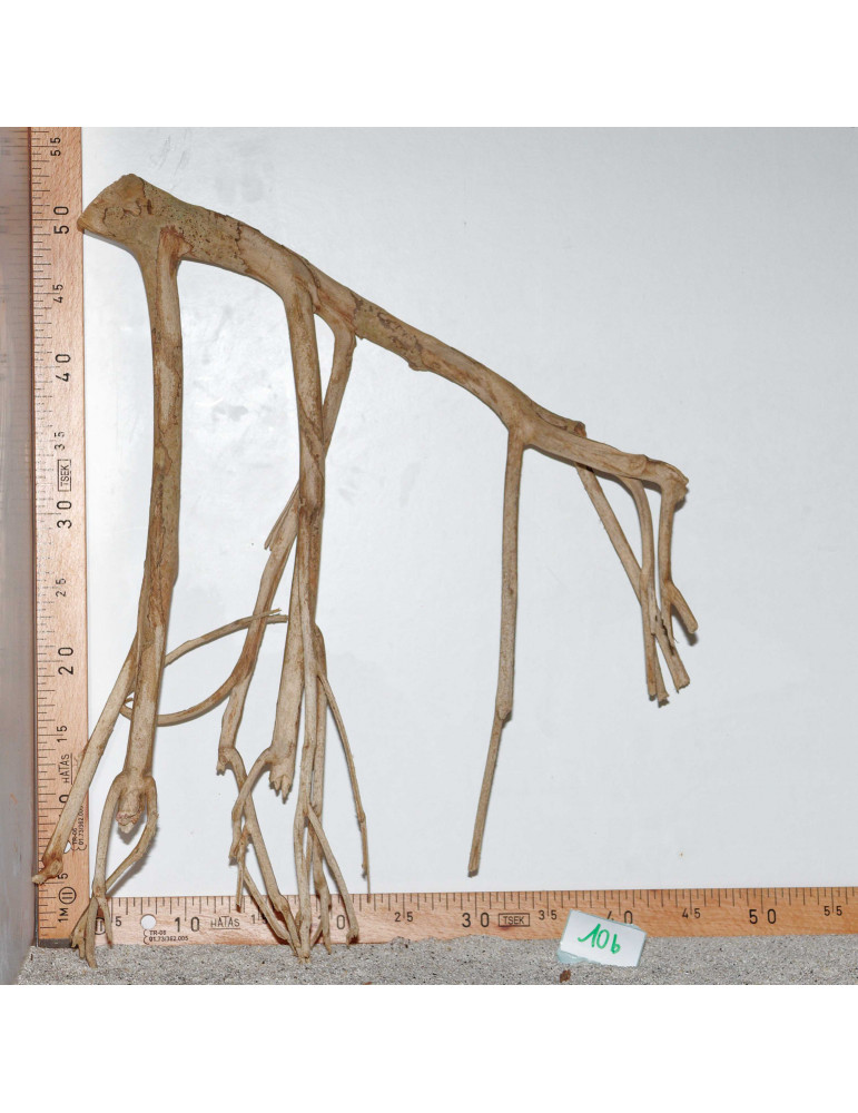 Racine de Talawa Wood - 10b