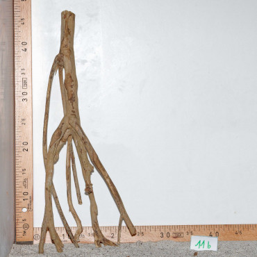 Racine de Talawa Wood - 11b