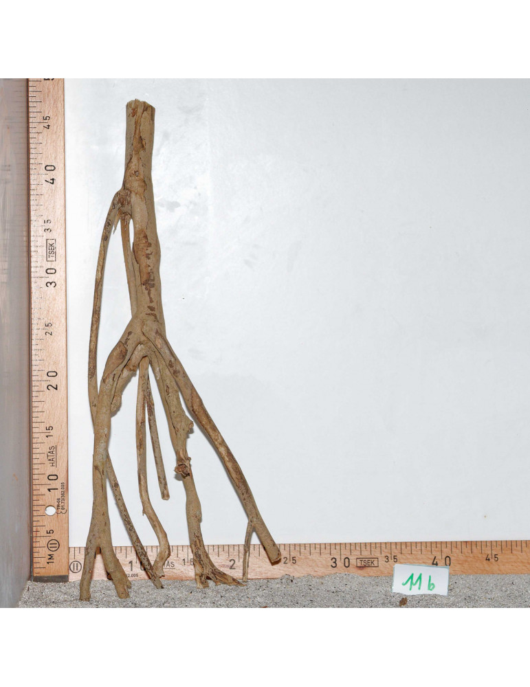 Racine de Talawa Wood - 11b