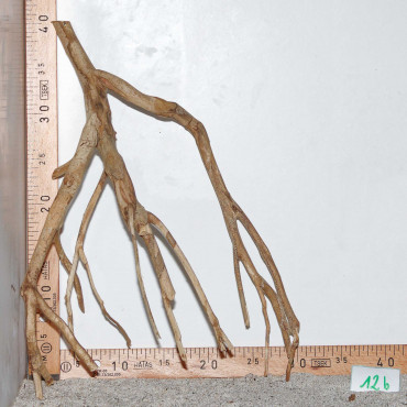 Racine de Talawa Wood - 12b