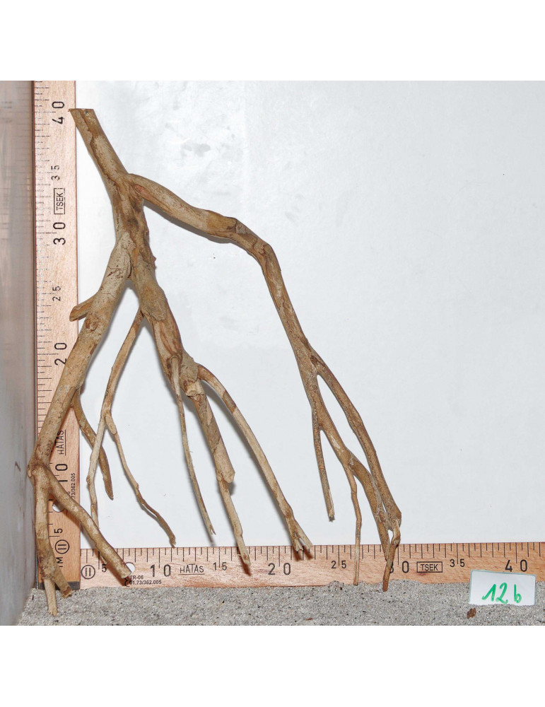 Racine de Talawa Wood - 12b