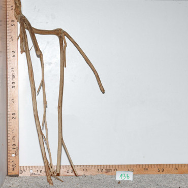 Racine de Talawa Wood - 13b