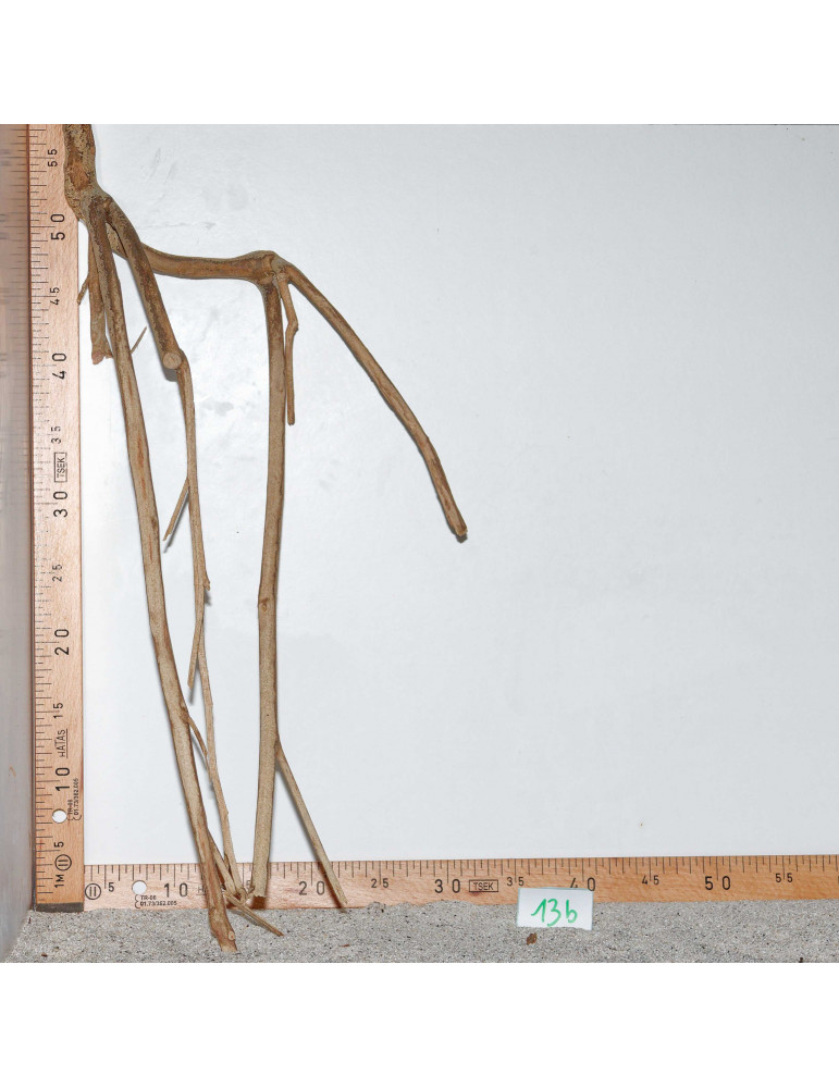 Racine de Talawa Wood - 13b