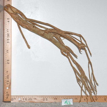 Racine de Talawa Wood - 14b