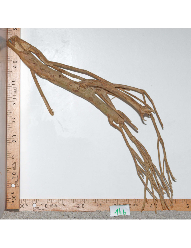 Racine de Talawa Wood - 14b