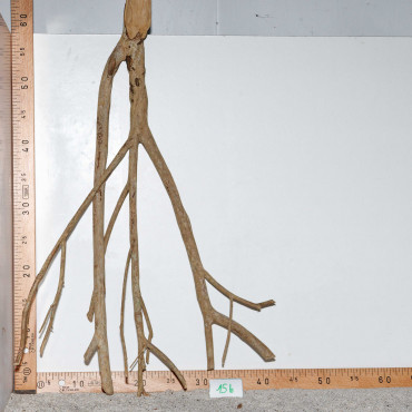 Racine de Talawa Wood - 15b