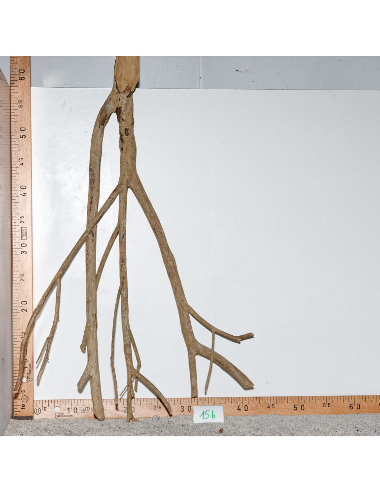 Racine de Talawa Wood - 15b