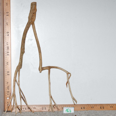 Racine de Talawa Wood - 16b