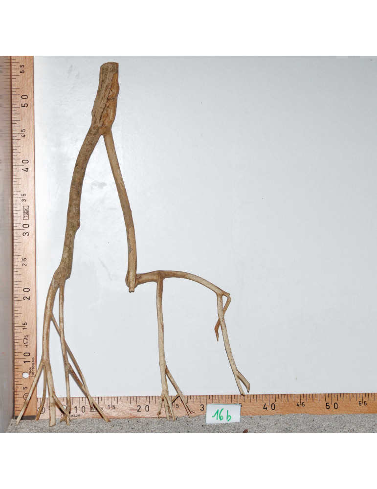 Racine de Talawa Wood - 16b