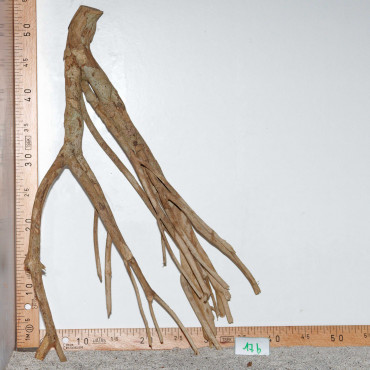 Racine de Talawa Wood - 17b