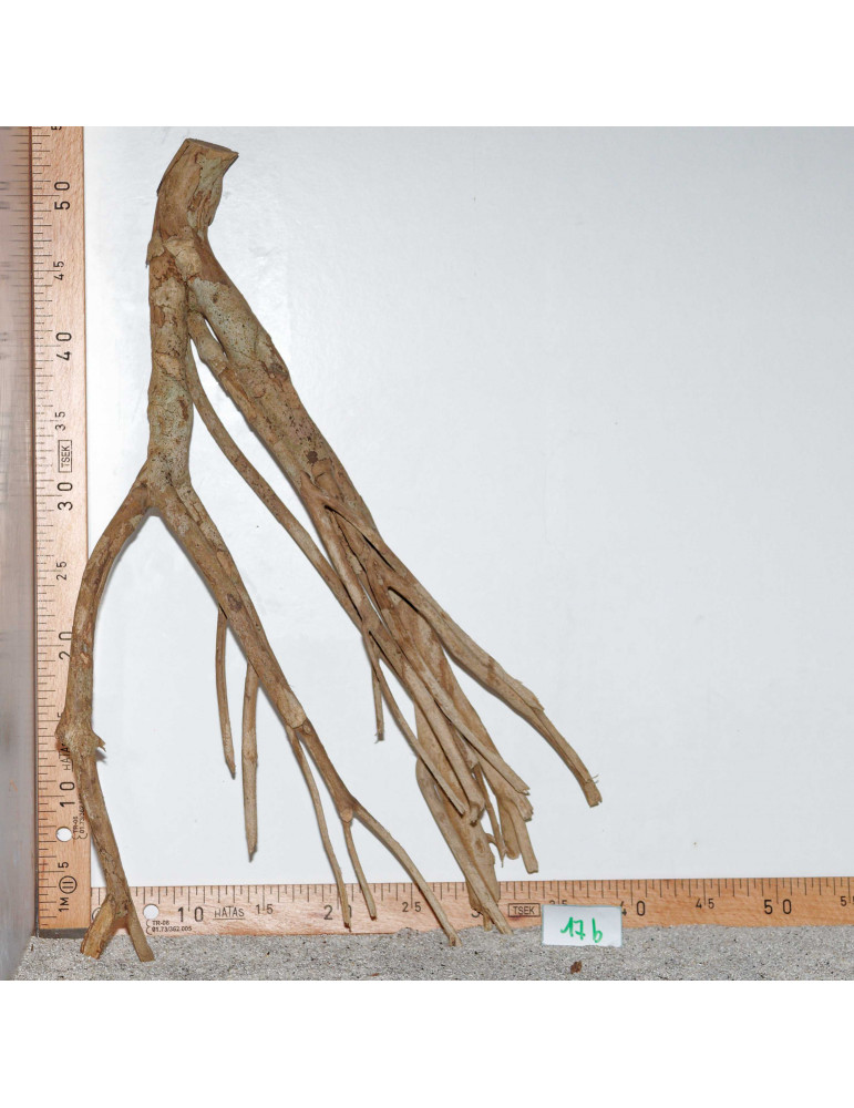 Racine de Talawa Wood - 17b