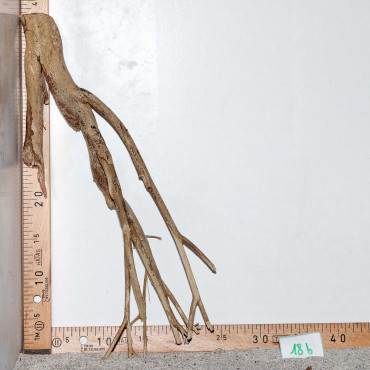 Racine de Talawa Wood - 18b